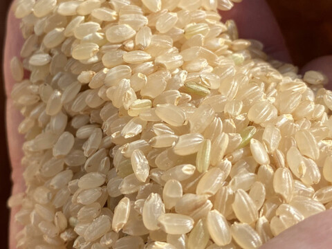 玄米・令和5年度産10kg【牛屋の米🐮】甘くておいしいよ！コシヒカリ『喜代米』