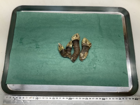 【産卵期到来❗️】カメノテ/亀の手/貝みたいですが甲殻類/エビ蟹の味/特大/1000ｇ【冷凍】