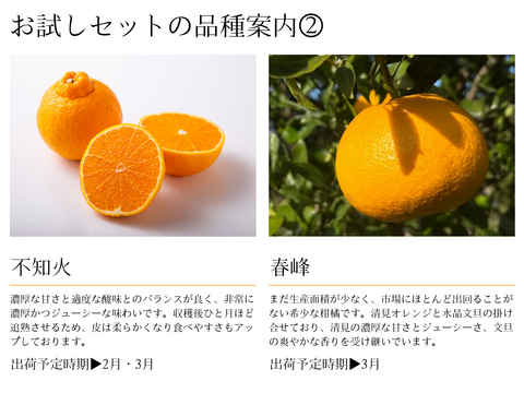 柑橘を初めてご購入の方向け！産地直送柑橘セット