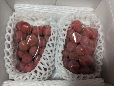 クイーンニーナ　(約500g×2房)　種なし　【希少の新品種】