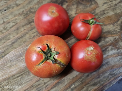 訳あり含む！　コクと甘み！広がる旨み！　有機トマトとミニトマトのセット2kg！