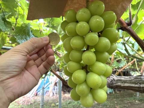 限定1点ﾓﾉ！:特大ビッグサイズ1房800g！☆山梨県産シャインマスカット贈答　ギフト　家庭用にも　予約No.16