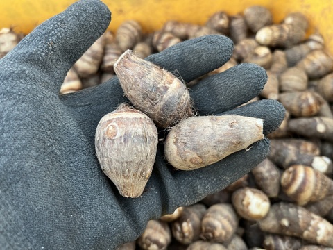 ほくほく海老芋／孫（きぬかつぎ用）【静岡県磐田市産】1kgセット