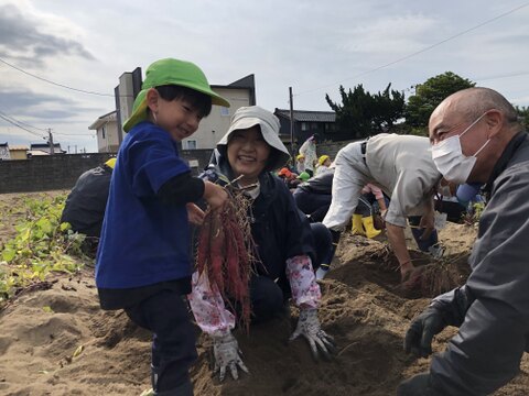 庄内平野の豊かな地下水と海からの潮風香る砂丘地で育てたさつまいも「紅はるか」　食べきりSサイズ 中心