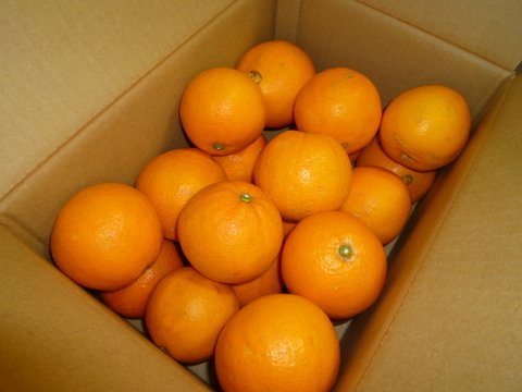 今だけたっぷり食べたい　ネーブルオレンジ　５．５ｋｇ