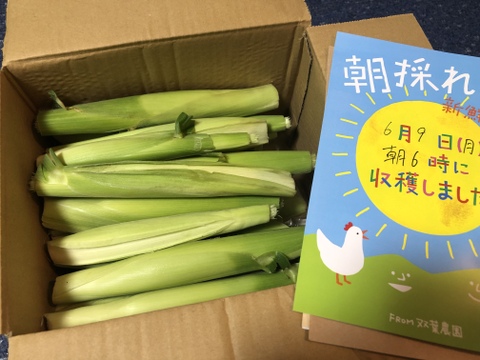 【予約増量 ♪】 え？？缶詰とは大違い？？　 皮付きヤングコーン　　25本→26本　from 名水の里　神奈川県秦野市