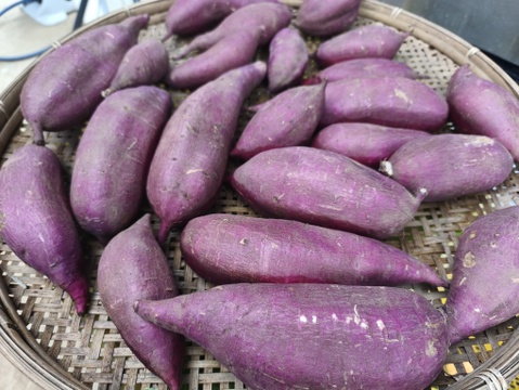 なめらかな食感、シルクスイート（約1.5キロ）