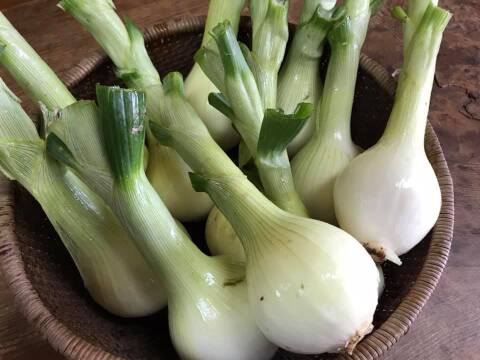 【発送日に収穫】超新たまねぎ3kg ・栽培期間中農薬不使用【3週間限定】