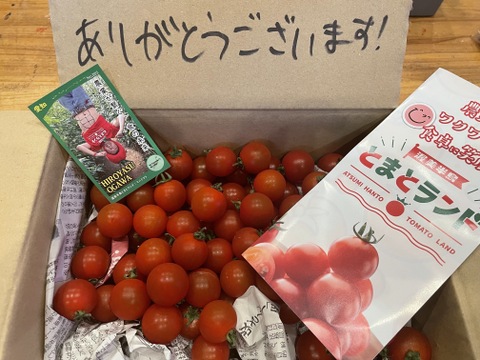 【1月中旬発送】手が止まらない！超濃厚ミニトマト☆子供のおやつに大人気☆　家庭用　薄皮プチトマト　鮮度抜群　農家直送　1kgより少ない900g　甘いより旨い　出汁推し実
