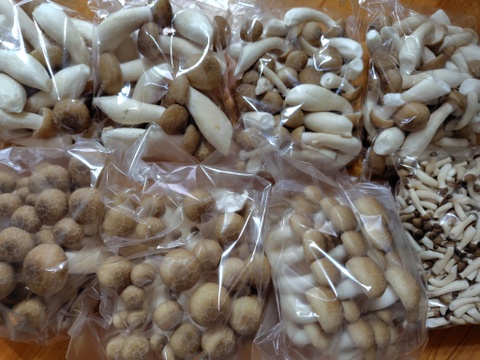 朝採り！②"ぶなしめじバラエティーパック!!"