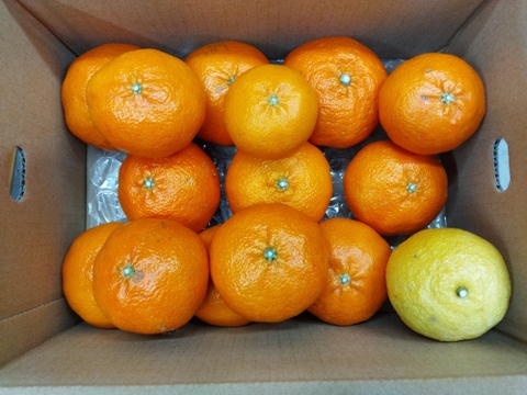 甘平 家庭用Ａ品　4キロ　はるかのおまけつき