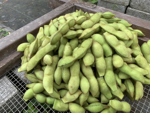 【自然栽培】丹波黒枝豆 サヤのみ1kg A品★農薬・肥料不使用｜旬の兵庫県産えだまめ