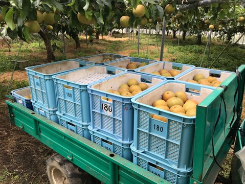 【繊細なシャリ感とあふれる果汁‼️】あきづき梨贈答用2.5kg(中玉7個入)✨️ 甘くて酸味が少なく、歯触りのいい梨です‼️実に直接農薬がかからない様に、袋がけをしているので安心安全です😋