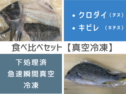 食べ比べ クロダイ キビレセット 漁師直送 千葉県産の魚介類 食べチョク 産地直送 産直 お取り寄せ通販 農家 漁師から旬の食材を直送