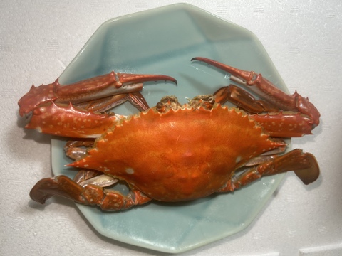 愛知，日間賀島産　ワタリガニ   身入り完璧【大】250g±個体を8杯で2kg  基本茹でて発送、【ケジャン用で冷凍発送も人気】