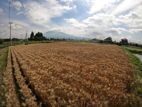 もち麦(ダイシモチ)玄麦1Kg