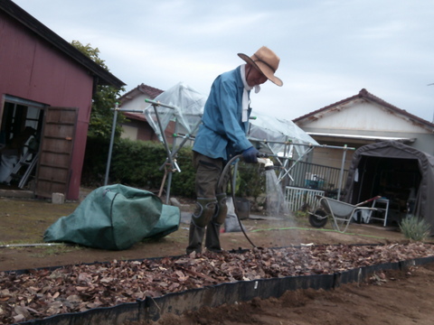 原木から育てた舞茸【今だけ！！秋限定】原木栽培
800g　高鮮度保持フィルムで包装