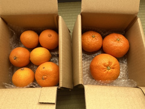 箱込約1㌔×２　マドンナ＆甘平　食べくらべセット　愛媛県オリジナルドリームタッグ　他ではないこの組み合わせ　生産者の匠の技と技術の結晶　この感動的な衝撃的なおいしさ