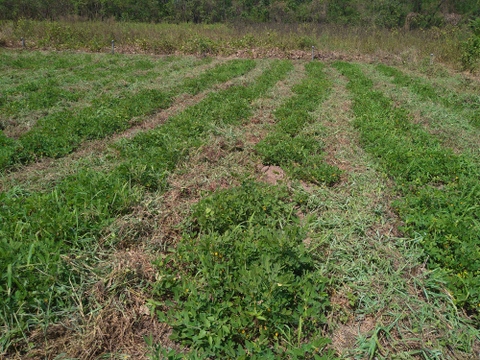 茹でておいしい。味のよい半立系の生落花生です。自然栽培の生落花生１kg　化学肥料・動物由来の肥料、農薬も除草剤も不使用です。
ちょっと小粒です。泥付きなので、洗ってから調理を！