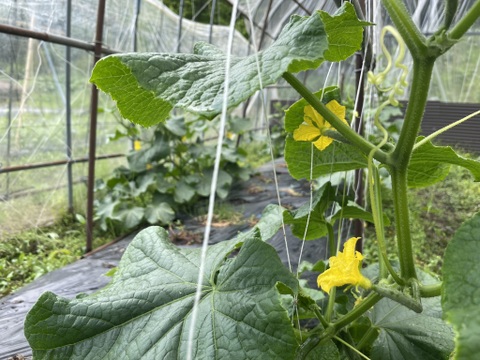 山のミネラルたっぷり野菜セット＜葉物多め＞２～３人用