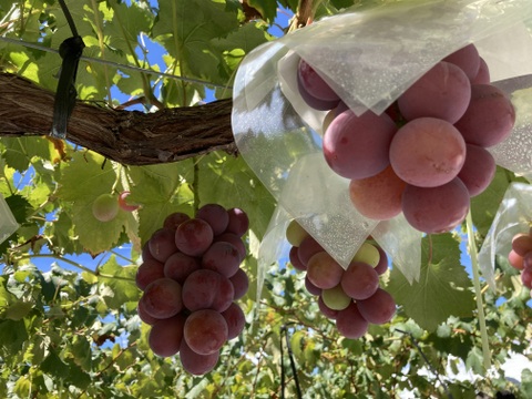 ぶどう3色食べ比べ🍇緑・黒・赤の豪華セット