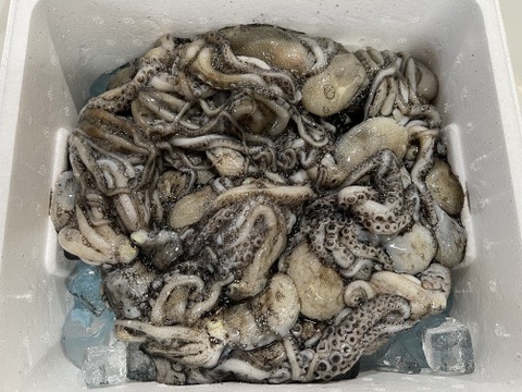 【春限定】イイダコ 2kg