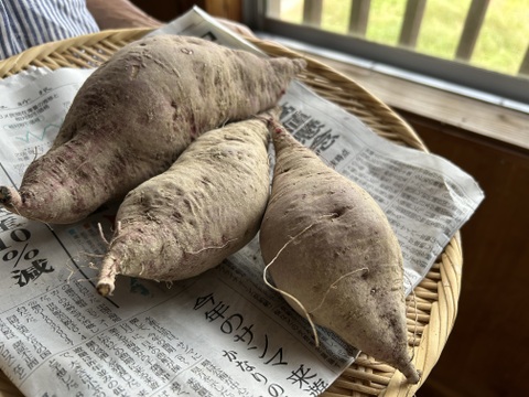 奥出雲産自然栽培サツマイモ(1kg)