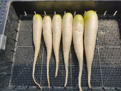 ✨ころんと可愛い「春待つ大根」約1.8kg　農薬・化成肥料不使用✨