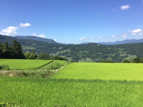 土佐の棚田米　(4.5kg) 
令和6年産玄米