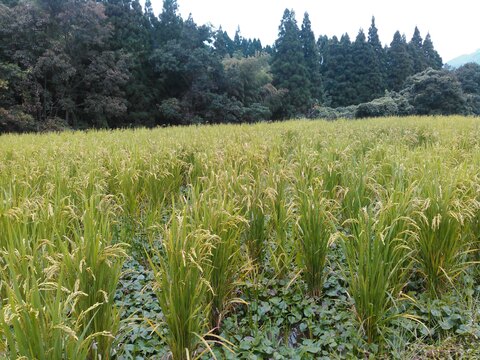 九州山地の特別栽培米　【通常乾燥】２Kg