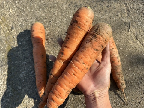 香りも味も濃い！黒田五寸人参3kg