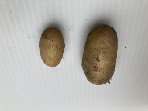 『新じゃが』小さなメークイン集合！1kg