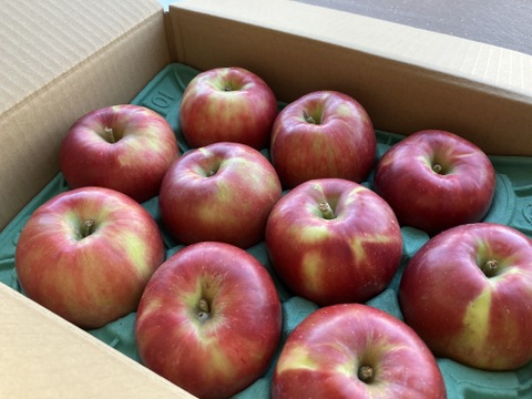 ラスト３ケース加工用終わります🍎紅玉 3キロ箱【有名パティシエ鎧塚さんが紅玉でタルトタタンのレシピ&動画公開！！】 加工もおすすめ6玉〜15玉サイズ 商品ID42918 長野県 信州 安曇野 リンゴ