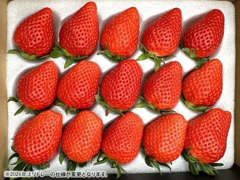 【ギフト・贈答用】とっても甘〜い大粒いちご！ぐんまが誇るやよいひめ！
