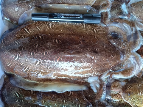 【関門海峡産】刺身用紋甲、甲イカ混合の身と下足♪ミミ付きで60サイズ箱いっぱいに