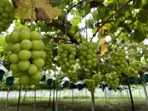 【シャインマスカット】山梨県笛吹市産！
約1.2kg（2房入り）🍇