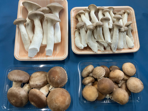 石井食品おまけ付　きのこの甘み引き立つエリンギ・椎茸セット