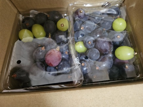 【つぶつぶセット】巨峰ピオーネ（約1.2kg）甘いけど、色むら、小粒多数。巨峰ピオーネのお味を楽しめます。