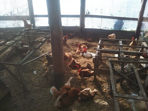 一滴でも美味しい！お山のたまご10個入り×2パック