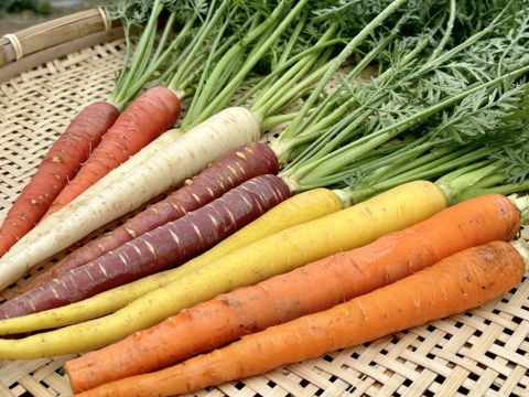 信州産｜甘い葉付きカラー人参