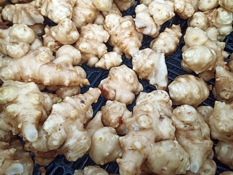 菊芋 1kg【令和7年12月掘】　おためし【土付き】ほっこり　サイズMIX　保存しやすい土付き自然栽培　高知県産　食用・種芋にも使えます