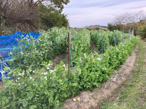 クール便対応【春！今が旬！】ほくほく食感とやさしい甘味のうすいえんどう（1.0kg/ＬMサイズ混み）