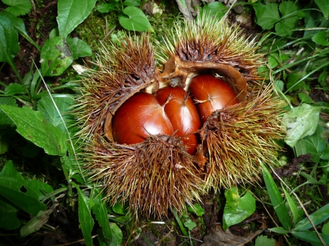 出ました！丹波栗【リーズナブルな2Lサイズ】ご家庭に、秋のひととき