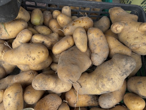 煮崩れしにくいジャガイモ　メークイン　3キロ入り