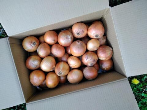 信州・甘～い！玉ねぎ（15㎏）　農薬化学肥料不使用