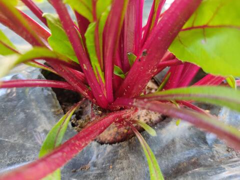 ✨食べるスーパーフード！ビーツ2種食べ比べセット【土付き直送】約3.8kg（葉なし）｜農薬・化成肥料不使用｜✨