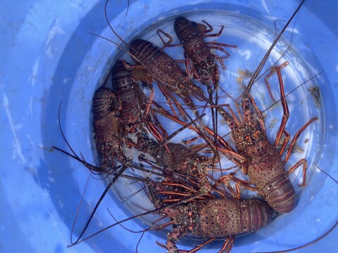 「伊勢海老」300ｇ～500ｇサイズを３匹か4匹合計1キロ弱