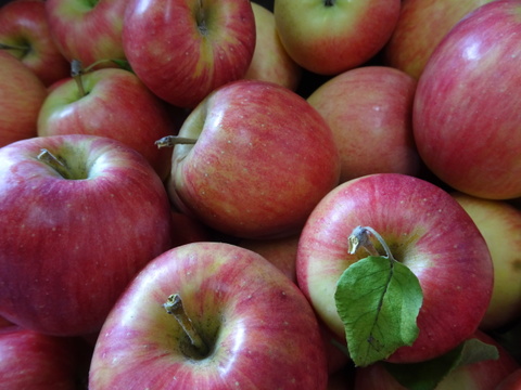 シナノドルチェ　ミニ小玉ちゃん　SSサイズ約26玉（約4.3㎏）
長野県オリジナル　面長で重量感たっぷり
甘酸っぱさと歯ごたえが楽しめます
かわいいミニ小玉りんごをバラ詰めでお届け！丸かじりでどうぞ