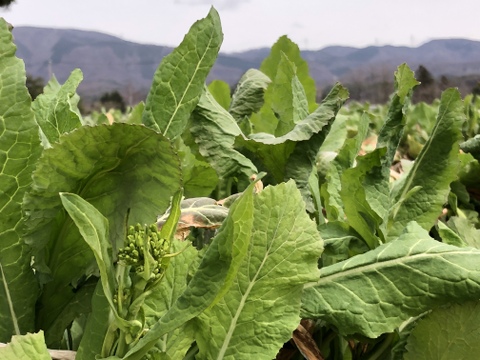 80サイズ ほろ苦い春限定の味 信州産 野沢菜の菜花を箱いっぱい 長野県産の菜花 食べチョク 産地直送 産直 お取り寄せ通販 農家 漁師から旬の食材を直送