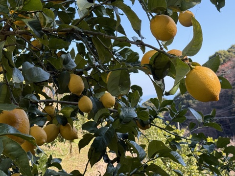 〔秀・優〕完熟レモン・果汁たっぷり！『ATAMI de LEMON®』 3Kg- 爽やか芳醇- 品種お任せ